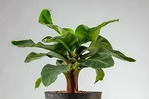 Natural Banana Plant-thumb1