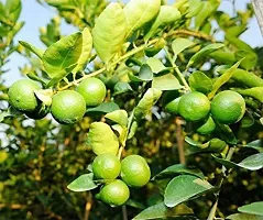 Natural Lemon Plant-thumb1