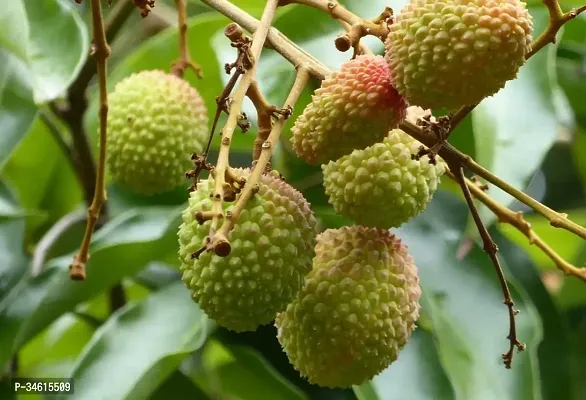 Natural Litchi Plant-thumb0