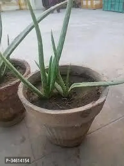 Natural Aloe Vera Plant-thumb0