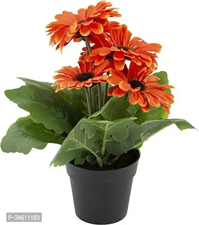 Natural Gerbera Plant-thumb0