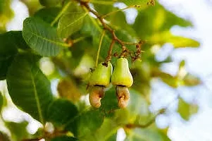 Natural Cashew Plant-thumb2