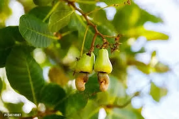 Natural Cashew Plant-thumb3