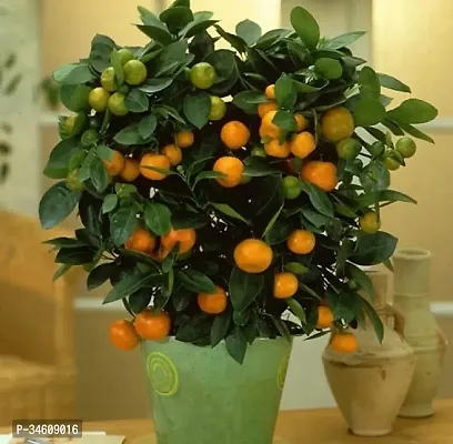 Natural Orange Plant-thumb0