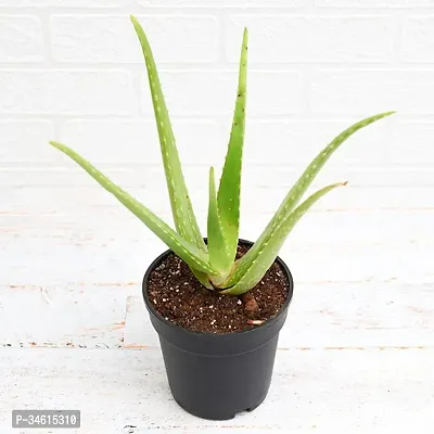 Natural Aloe Vera Plant-thumb0