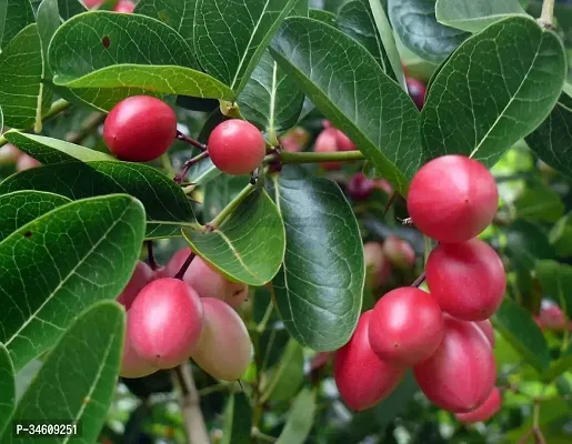 Natural Cherry Fruit Plant-thumb0