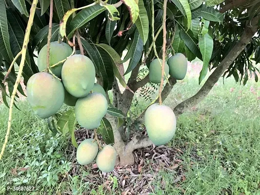 Natural Mango Plant-thumb0