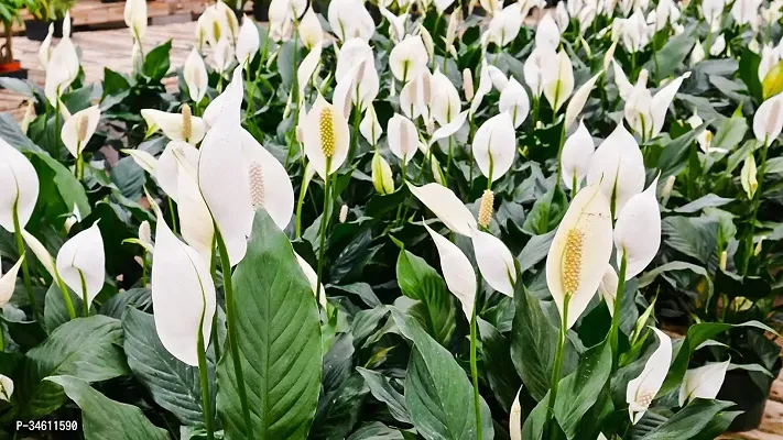 Natural Peace Lily Plant-thumb2