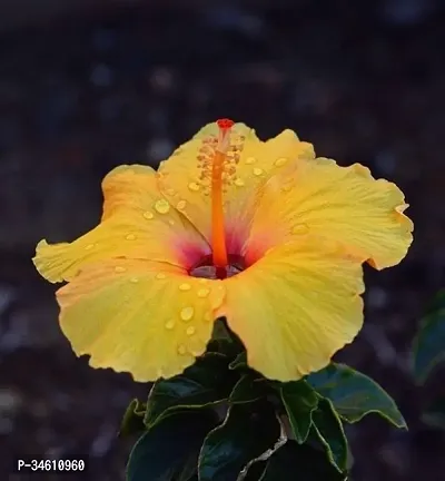 Natural Hibiscus Plant-thumb0