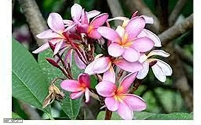 Natural Plumeria Plant-thumb2