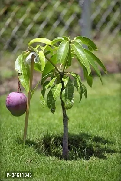 Natural Mango Plant-thumb0