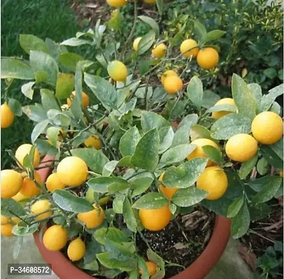 Natural Lemon Plant-thumb0