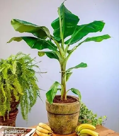 Natural Banana Plant-thumb0