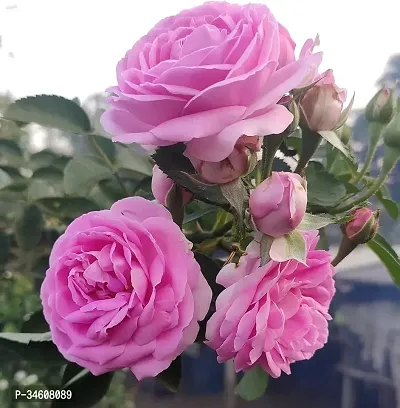 Natural Rose Plant-thumb0