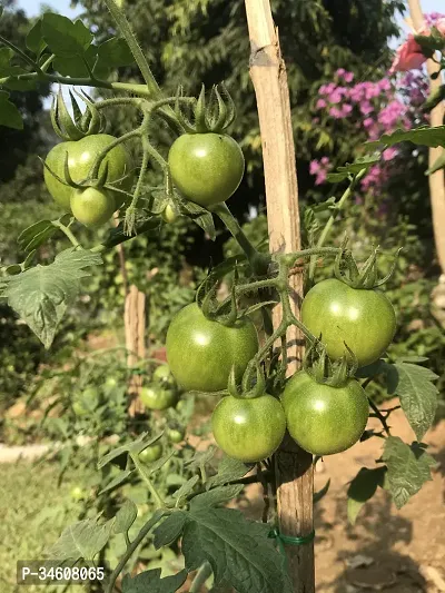 Natural Tomato Plant-thumb0