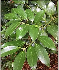 Natural Cinnamon Plant-thumb2