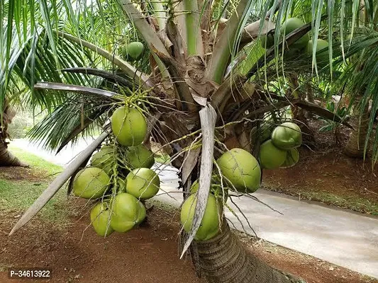 Natural Coconut Plant-thumb0