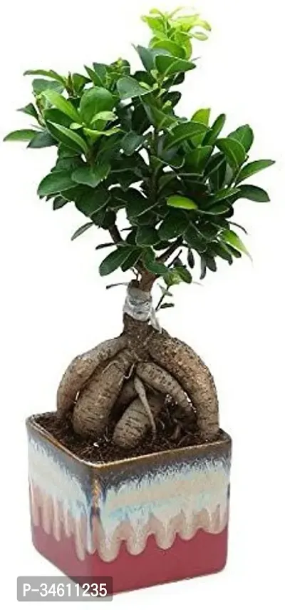 Natural Ficus Bonsai Plant-thumb0