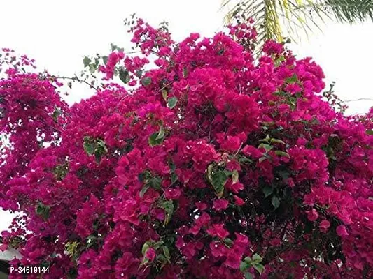 Natural Baugainvillea Plant-thumb0