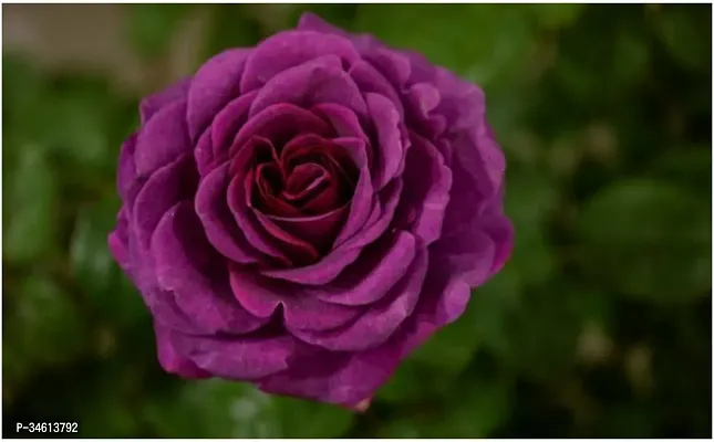 Natural Rose Plant-thumb0