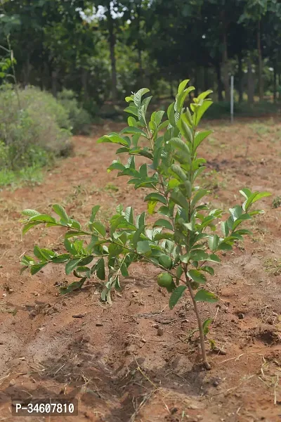 Natural Guava Plant-thumb3