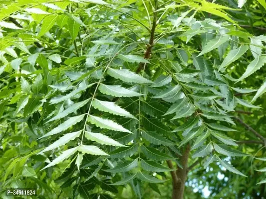 Natural Neem Plant-thumb0