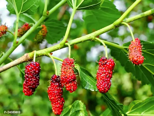 Natural Shahtootmulberry Plant-thumb2