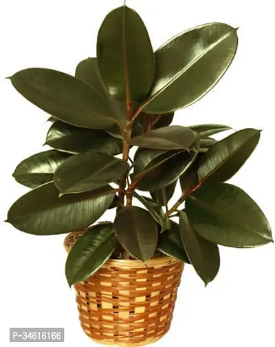 Natural Areca Plam Plant-thumb0