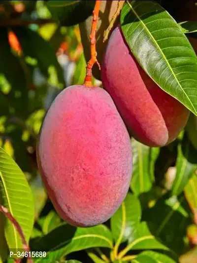 Natural Mango Plant-thumb0