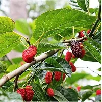 Natural Shahtootmulberry Plant-thumb1