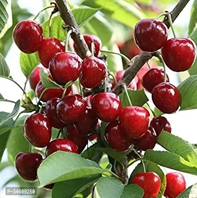 Natural Cherry Fruit Plant-thumb0