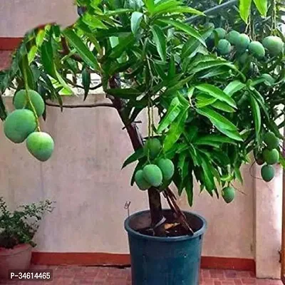 Natural Mango Plant-thumb0