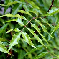 Natural Neem Plant-thumb1