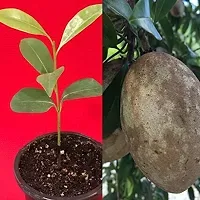 Natural Chiku Plant-thumb1