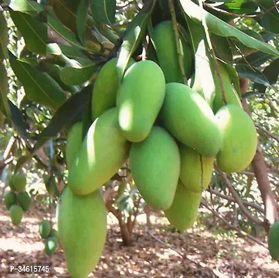 Natural Mango Plant-thumb0