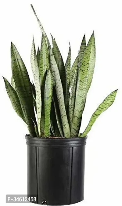 Natural Snake Plant-thumb0