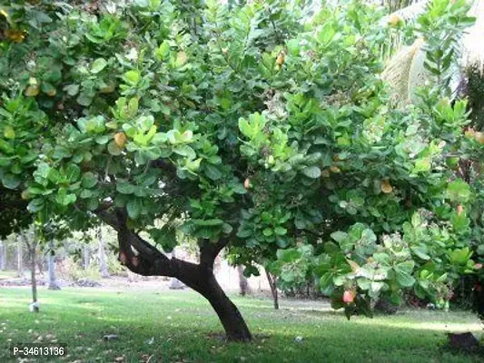 Natural Cashew Plant-thumb0