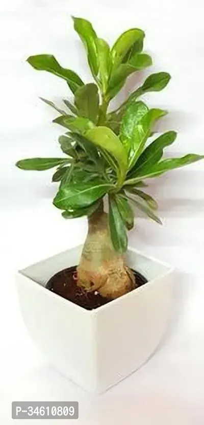 Natural Adenium Plant-thumb0