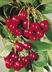 Natural Cherry Fruit Plant-thumb1