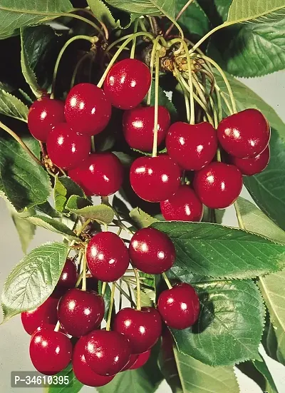 Natural Cherry Fruit Plant-thumb2