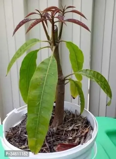 Natural Mango Plant-thumb0