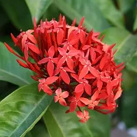 Natural Trothic Ixorachethi Plant-thumb1