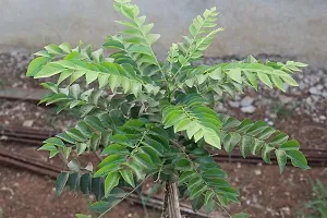 Natural Curry Leaf Plant-thumb2