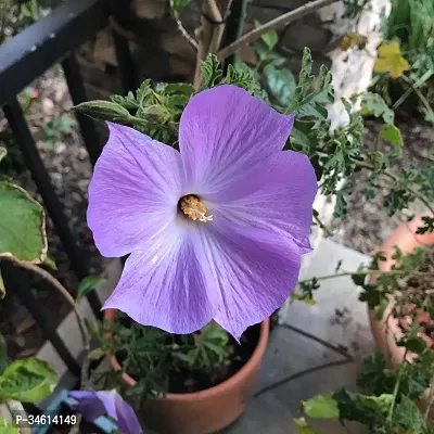 Natural Hibiscus Plant-thumb0