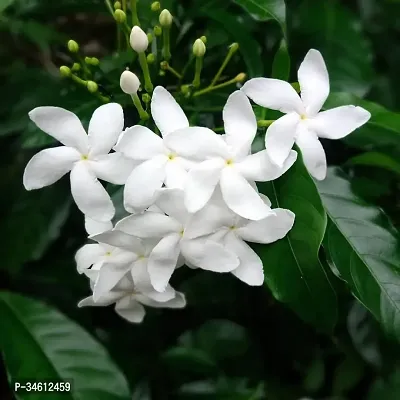 Natural Jasmine Plant-thumb0