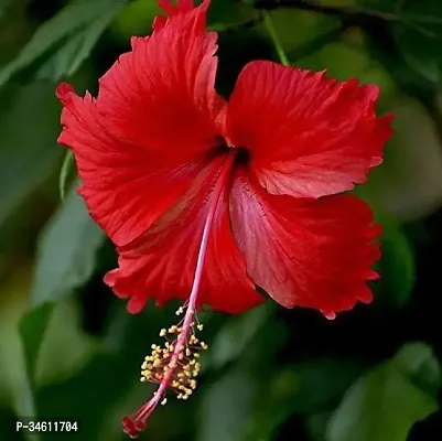 Natural Hibiscus Plant-thumb0