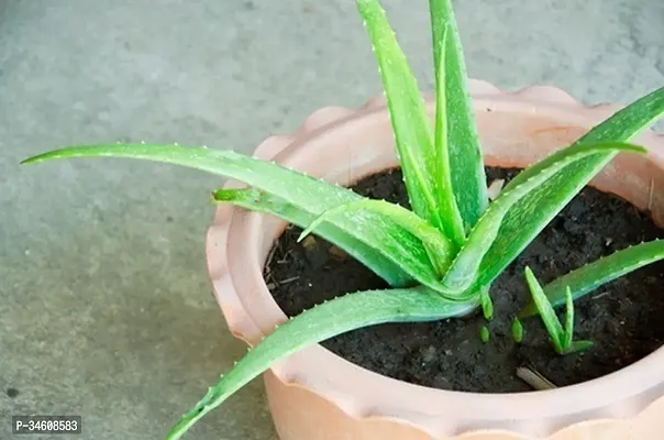 Natural Aloe Vera Plant-thumb0