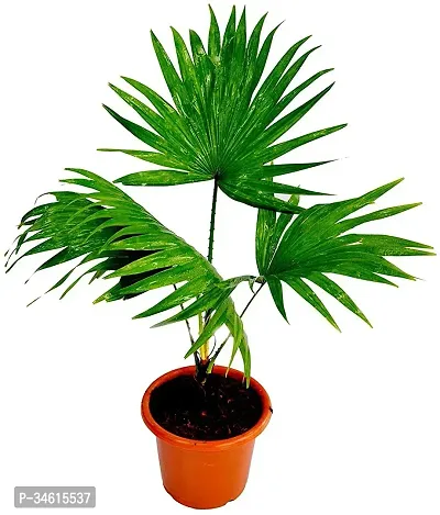 Natural China Palm Plant-thumb0