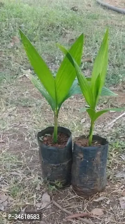 Natural Betel Nutsupari Plant-thumb2