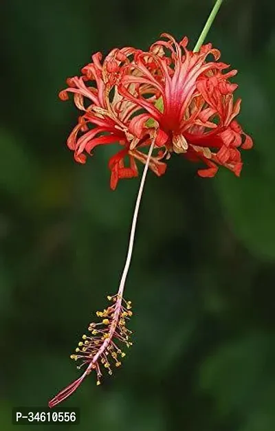 Natural Hibiscus Plant-thumb0